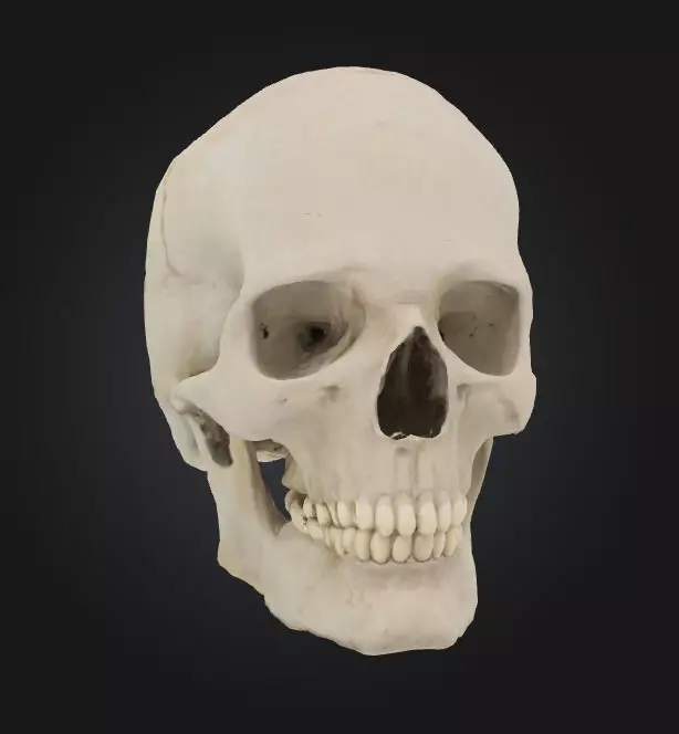 skull skeleton head halloween character 3D model_0