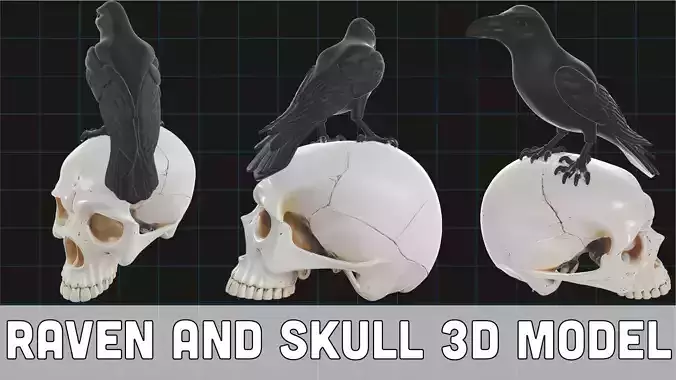 Raven and Skull Model Realistic Gothic Bird on Human Skull