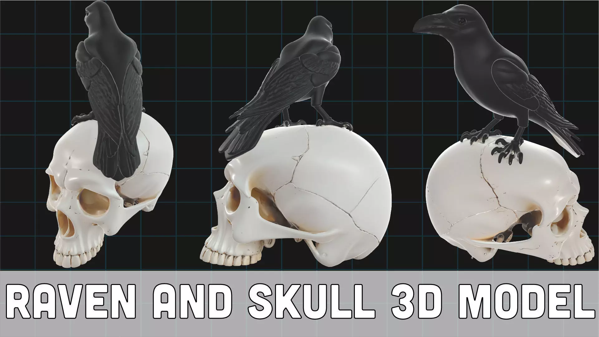Raven and Skull Model Realistic Gothic Bird on Human Skull 3D model_0
