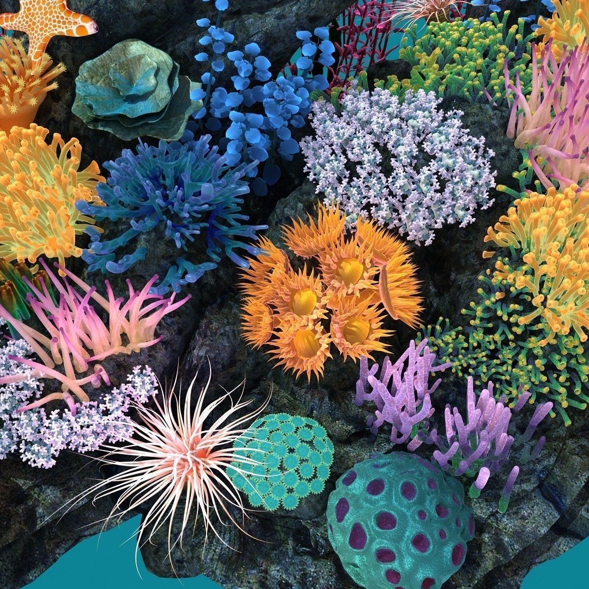 Coral corals and plants on rock 3D model_16