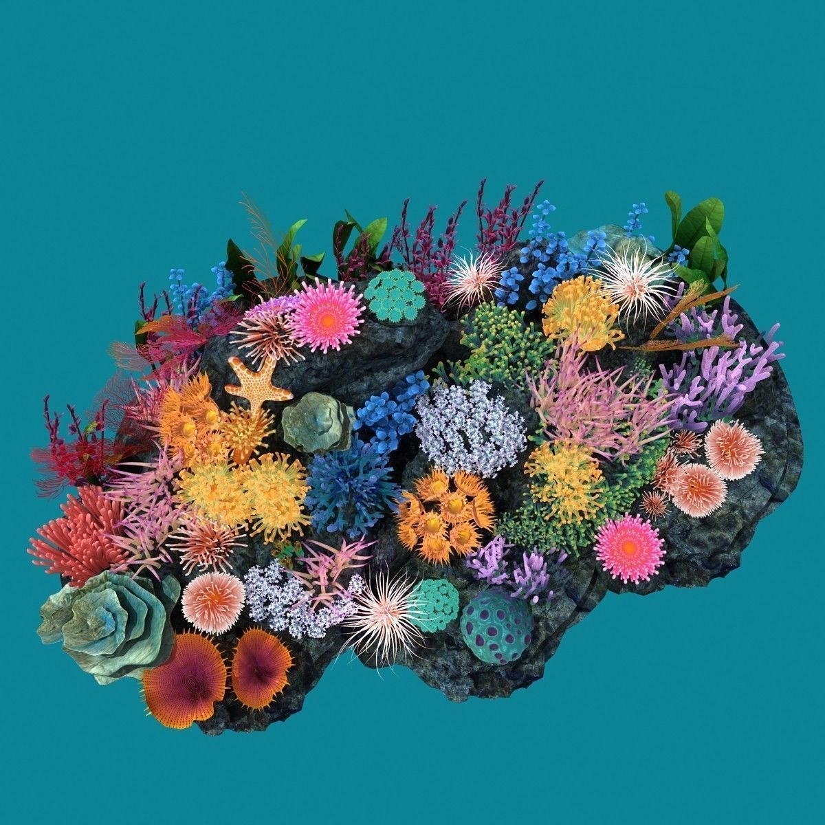 Coral corals and plants on rock 3D model_9