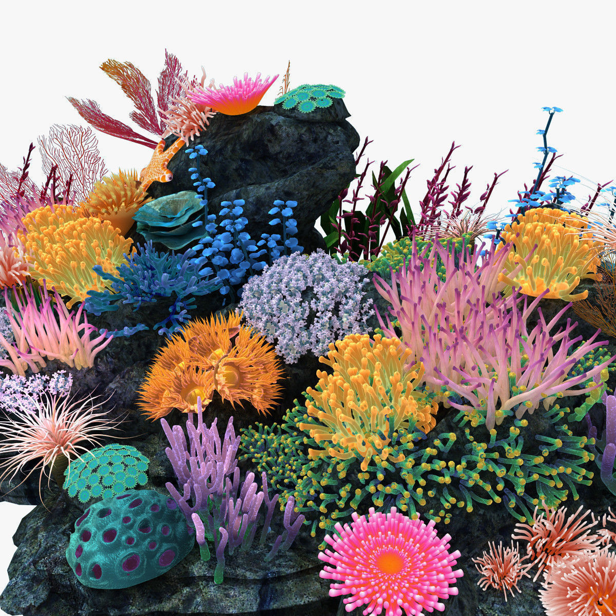 Coral corals and plants on rock 3D model_1