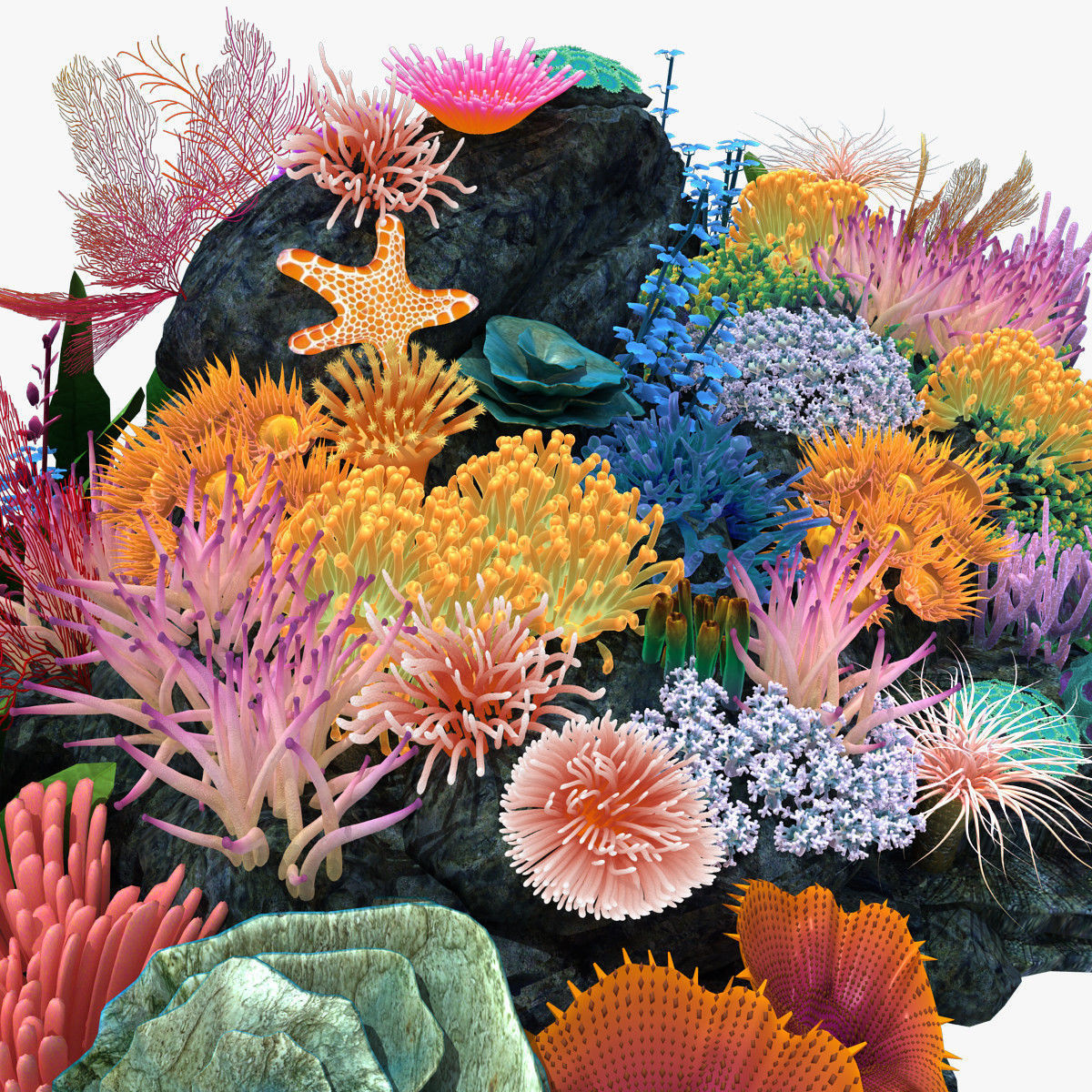 Coral corals and plants on rock 3D model_5