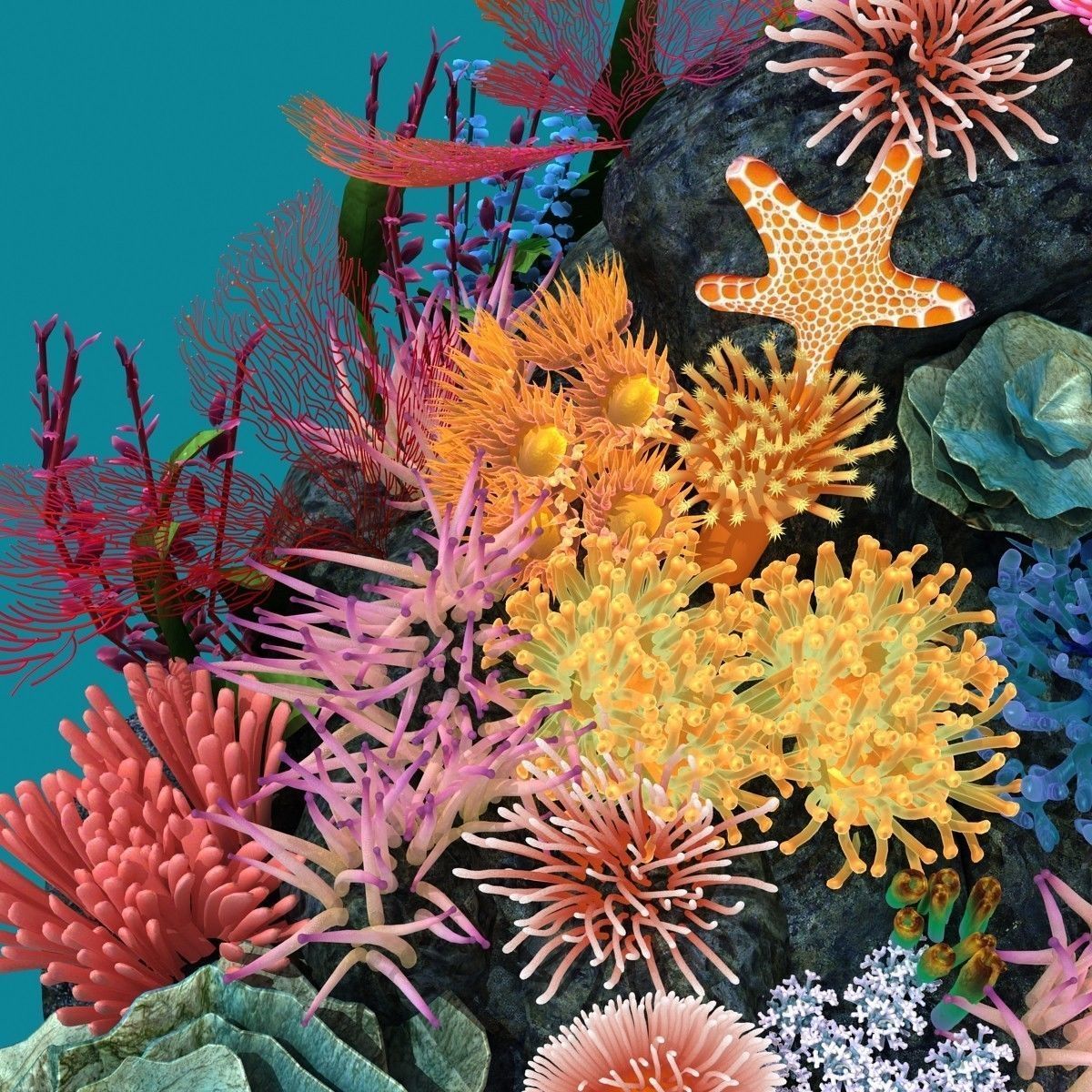 Coral corals and plants on rock 3D model_15