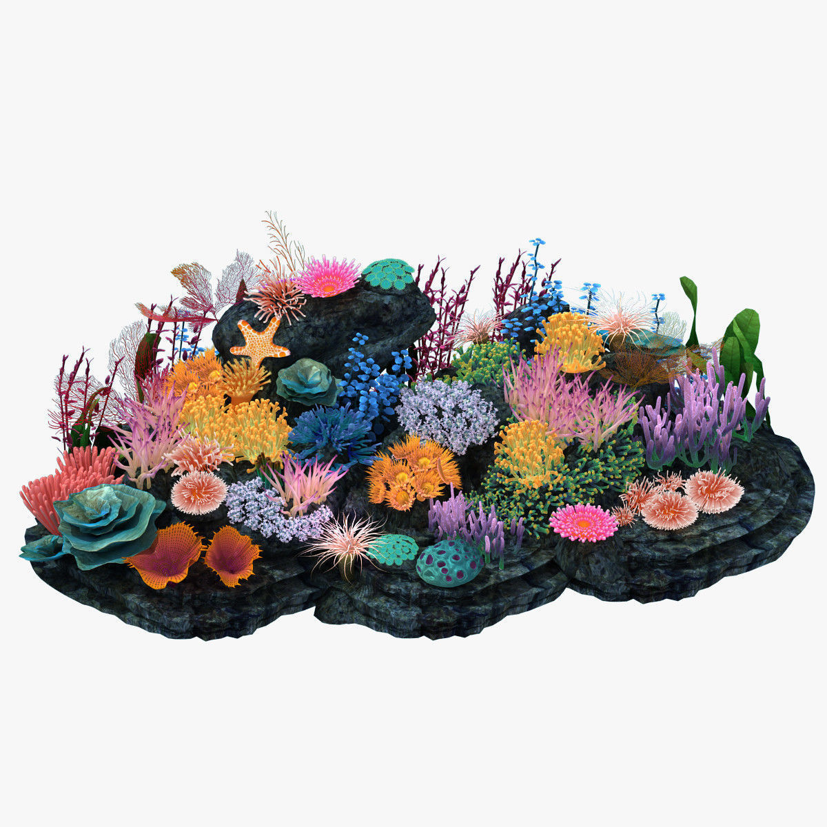 Coral corals and plants on rock 3D model_13
