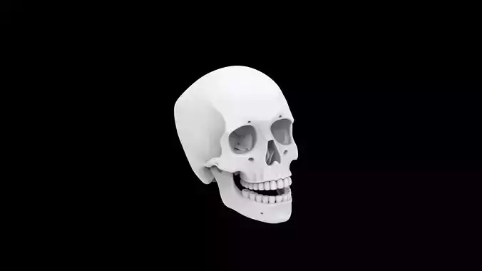 Human Skull with Open Jaw 3D