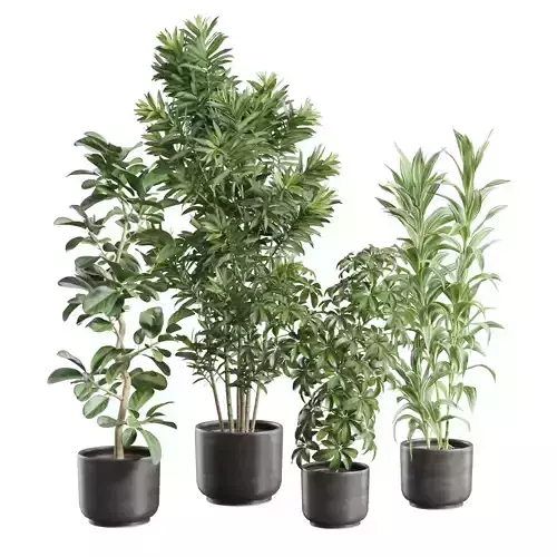 Indoor Plants Pack 97 3D model