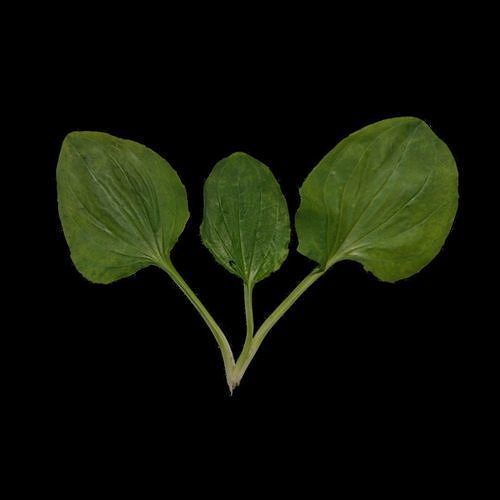 Flowers and Grass 3D Model Collection_19