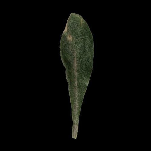 Flowers and Grass 3D Model Collection_7