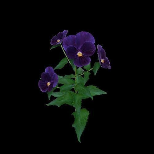 Flowers and Grass 3D Model Collection_20