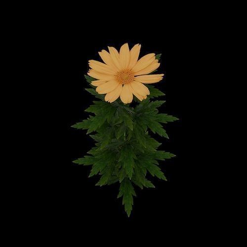 Flowers and Grass 3D Model Collection_17