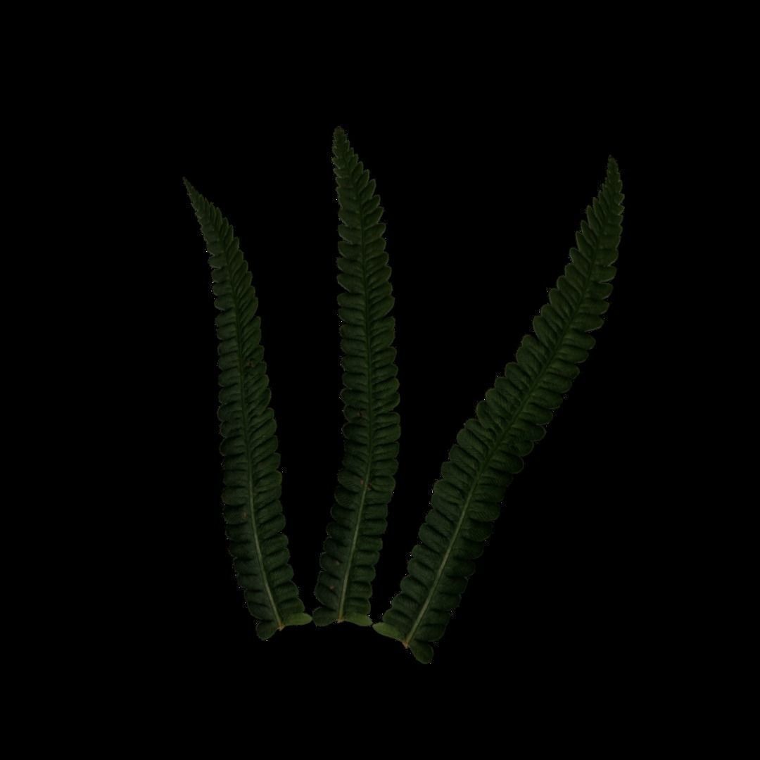 Flowers and Grass 3D Model Collection_12