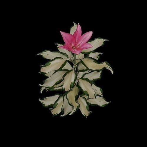 Flowers and Grass 3D Model Collection_15