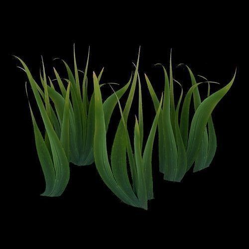 Flowers and Grass 3D Model Collection_14