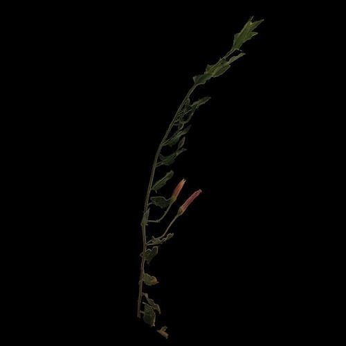 Flowers and Grass 3D Model Collection_16