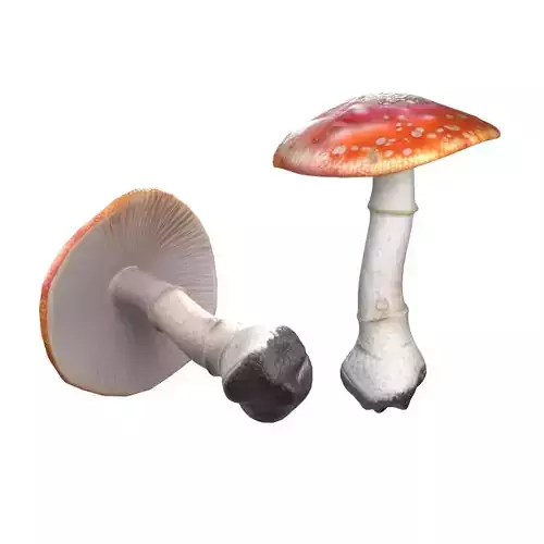 Mushroom 1