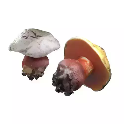 Mushroom 2 
