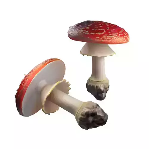 Mushroom 3