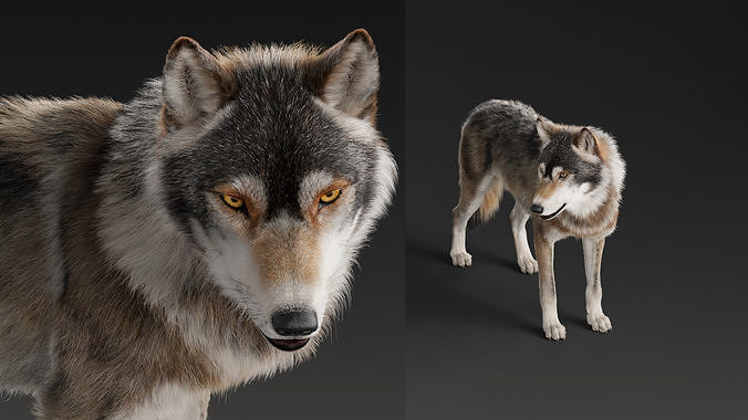 Wolf with Rigging and Animations 3D model