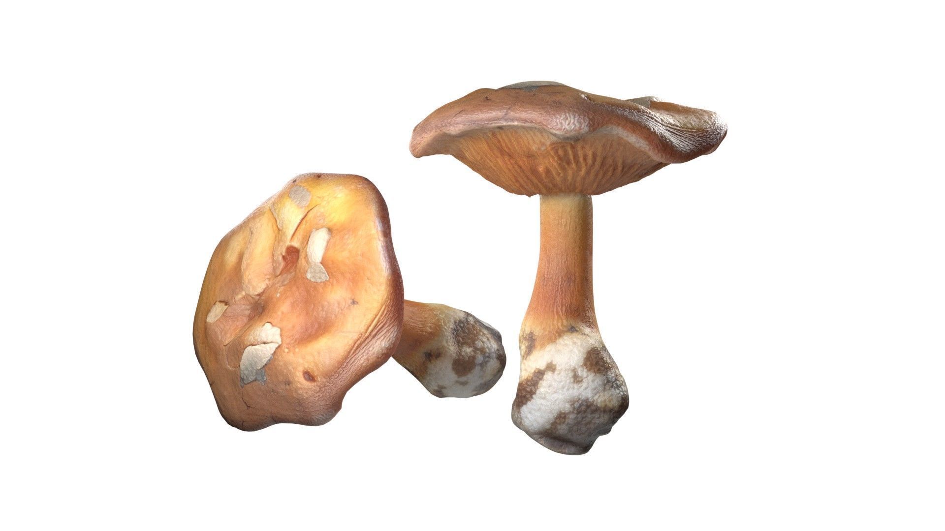 Mushroom 4  Low-poly 3D model_1