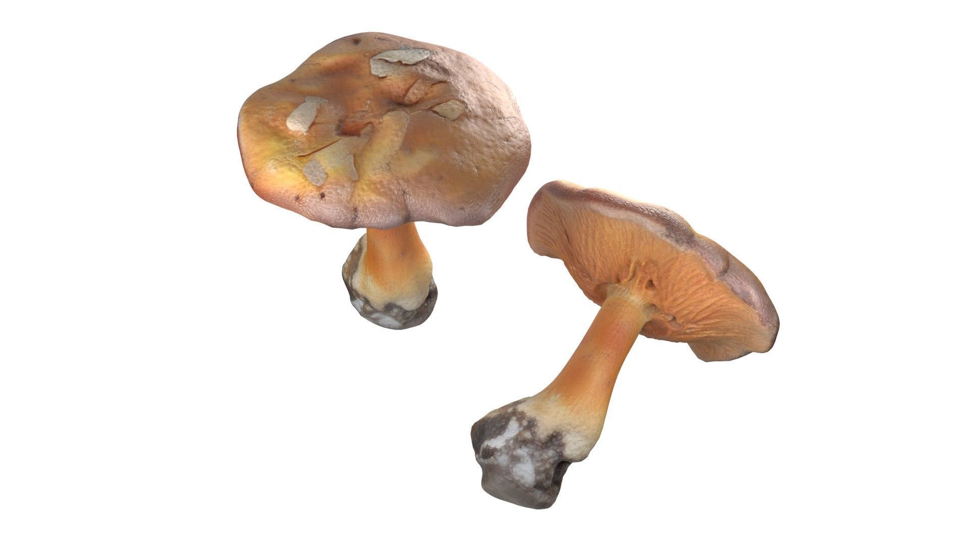 Mushroom 4  Low-poly 3D model_3