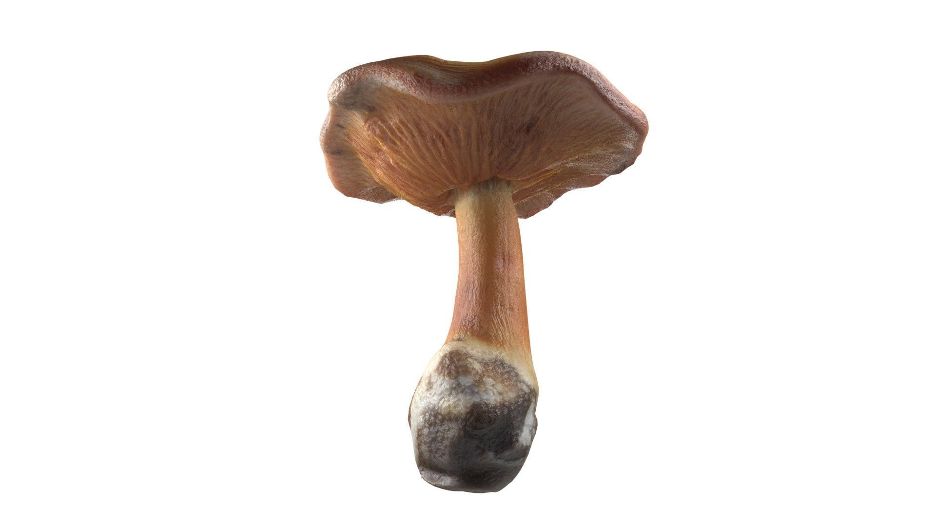 Mushroom 4  Low-poly 3D model_4