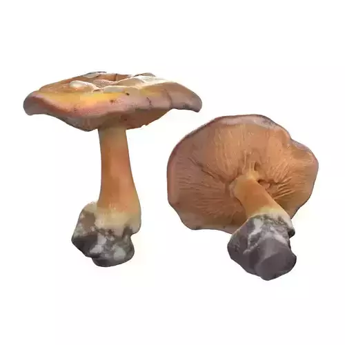 Mushroom 4 