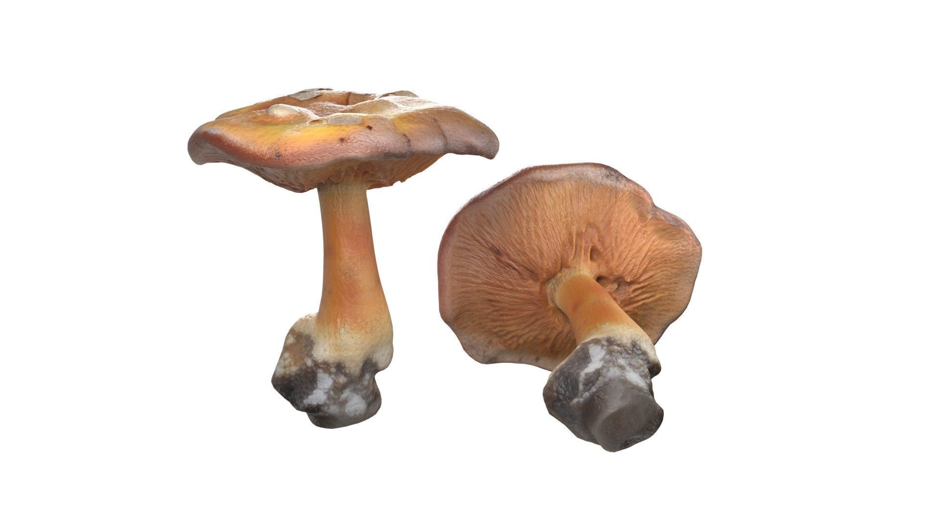 Mushroom 4  Low-poly 3D model_2