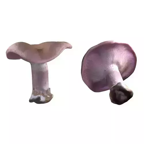 Mushroom 5 