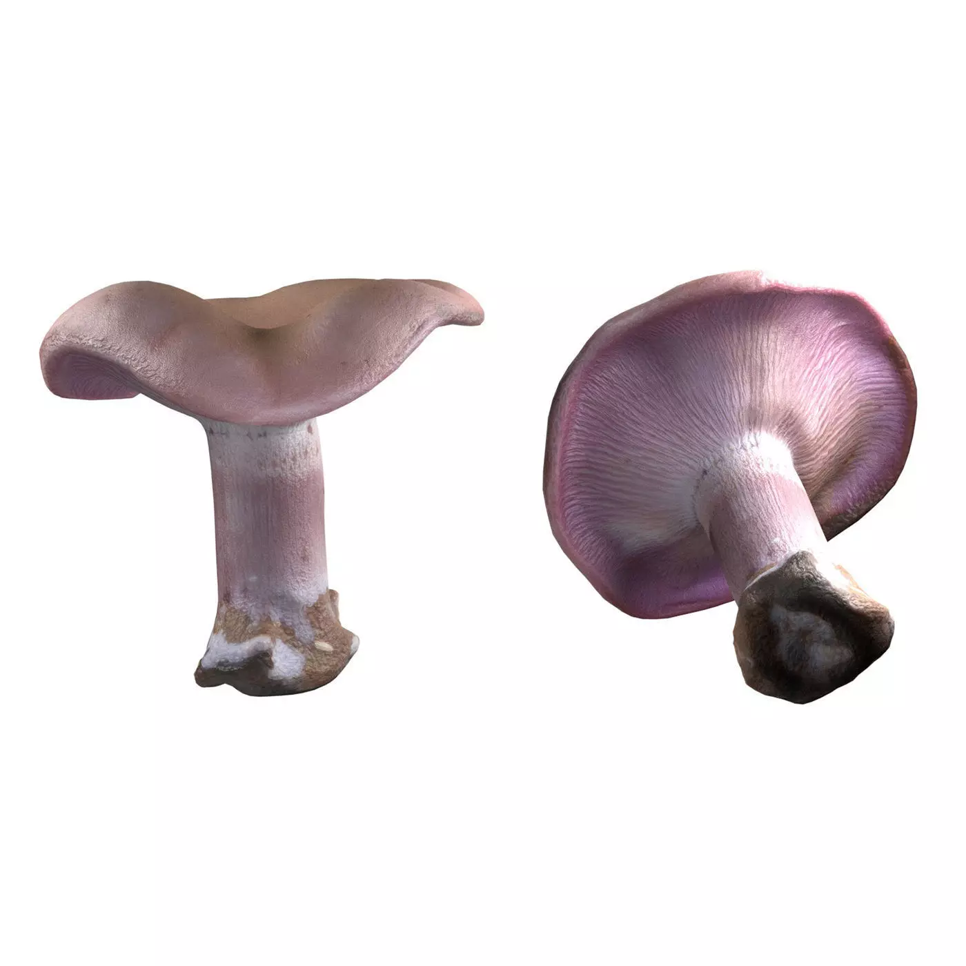 Mushroom 5  Low-poly 3D model_0