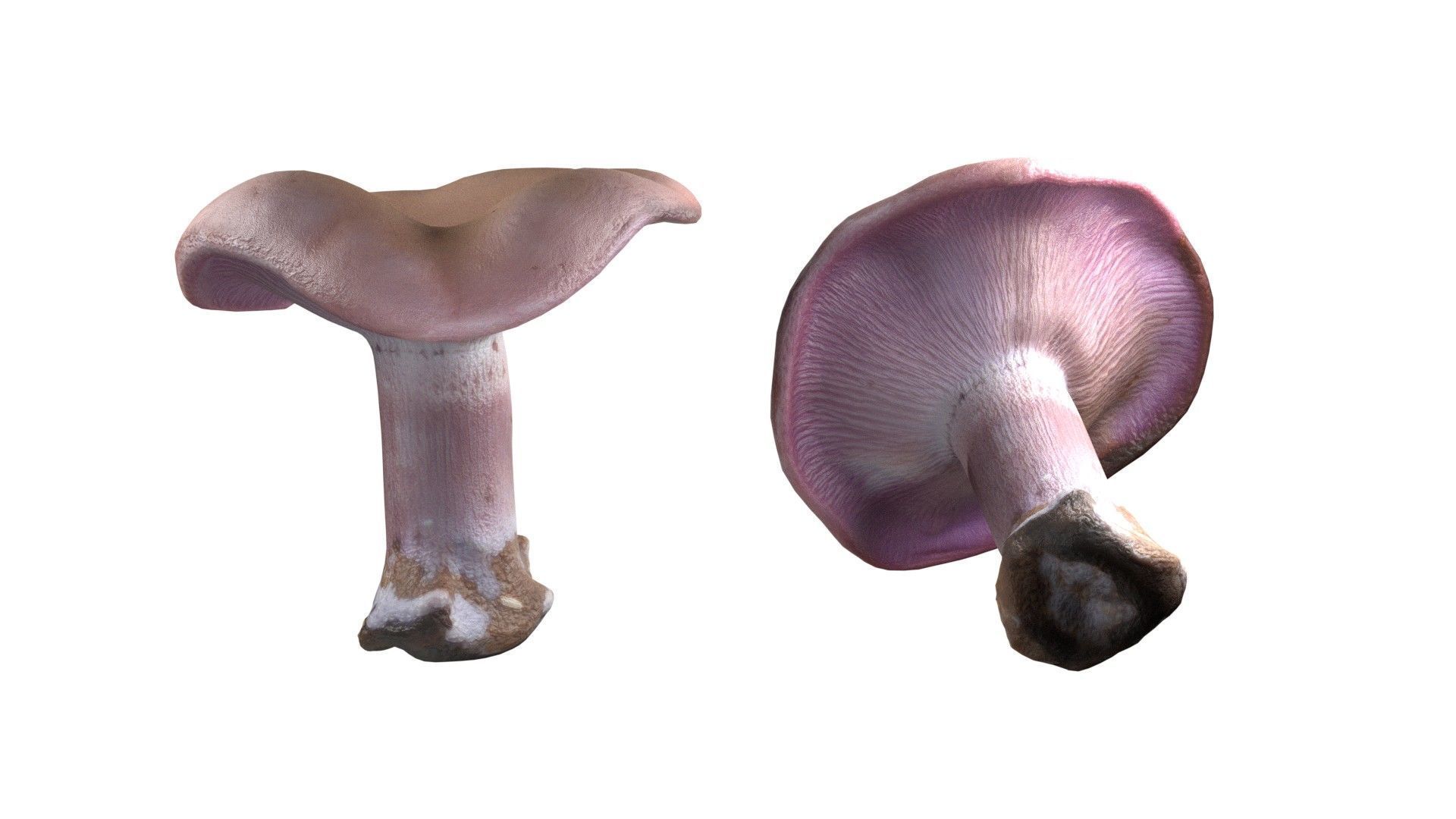 Mushroom 5  Low-poly 3D model_1