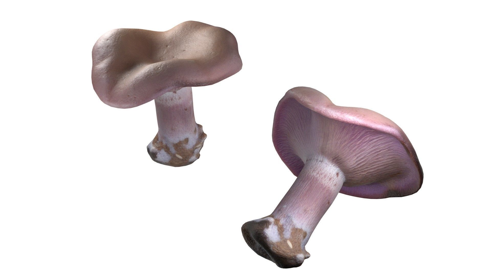 Mushroom 5  Low-poly 3D model_2