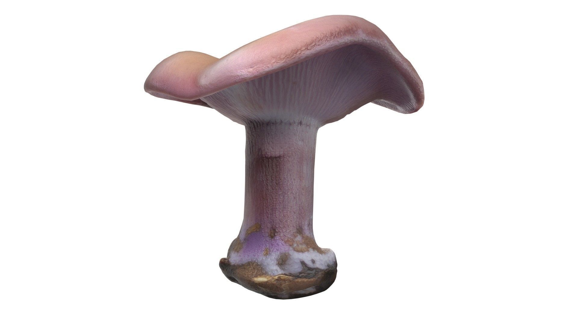 Mushroom 5  Low-poly 3D model_4