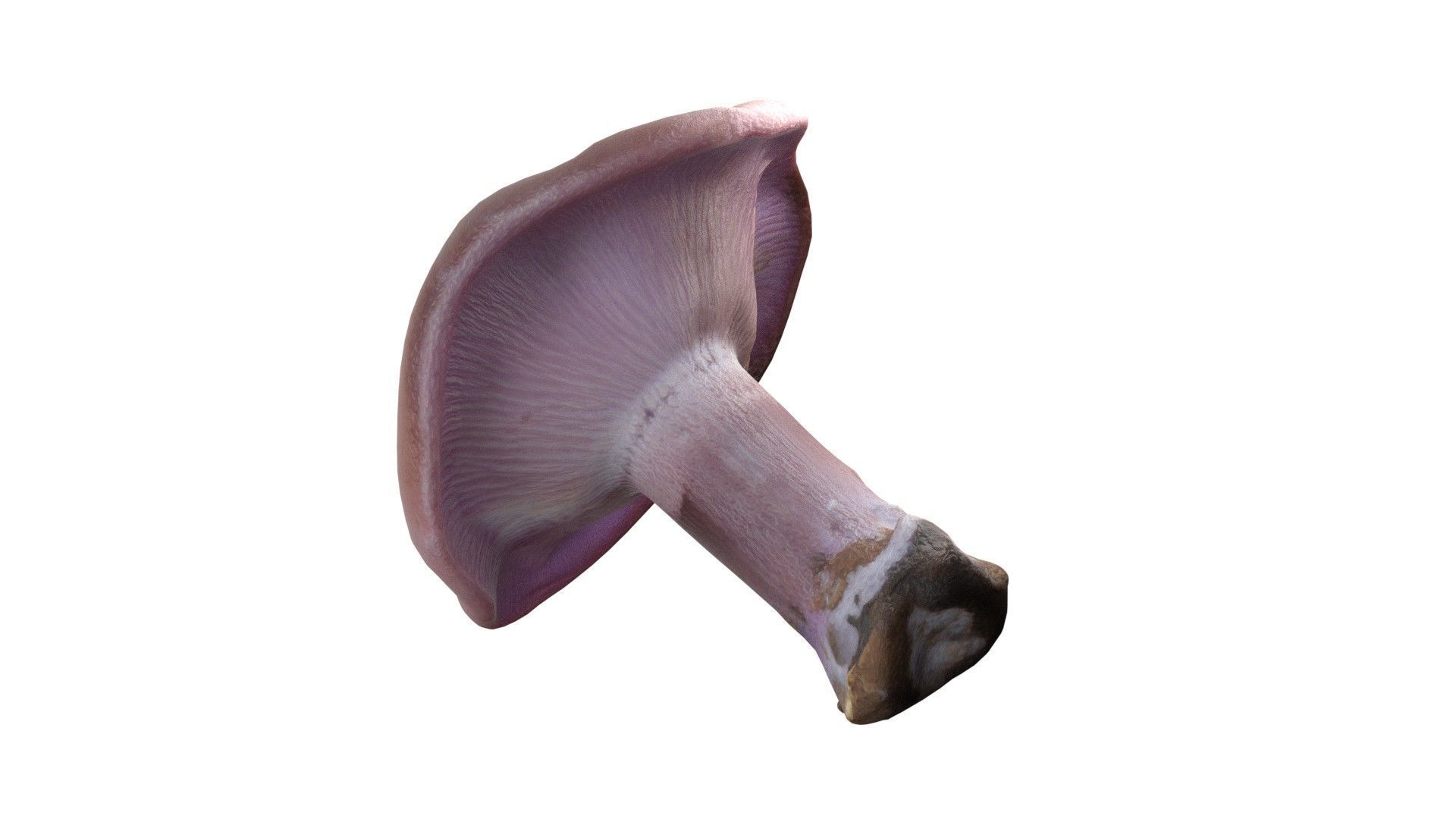 Mushroom 5  Low-poly 3D model_3