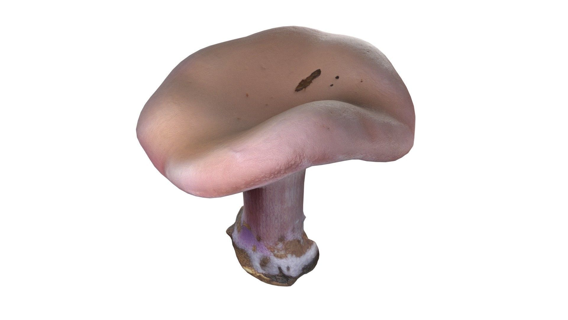 Mushroom 5  Low-poly 3D model_5