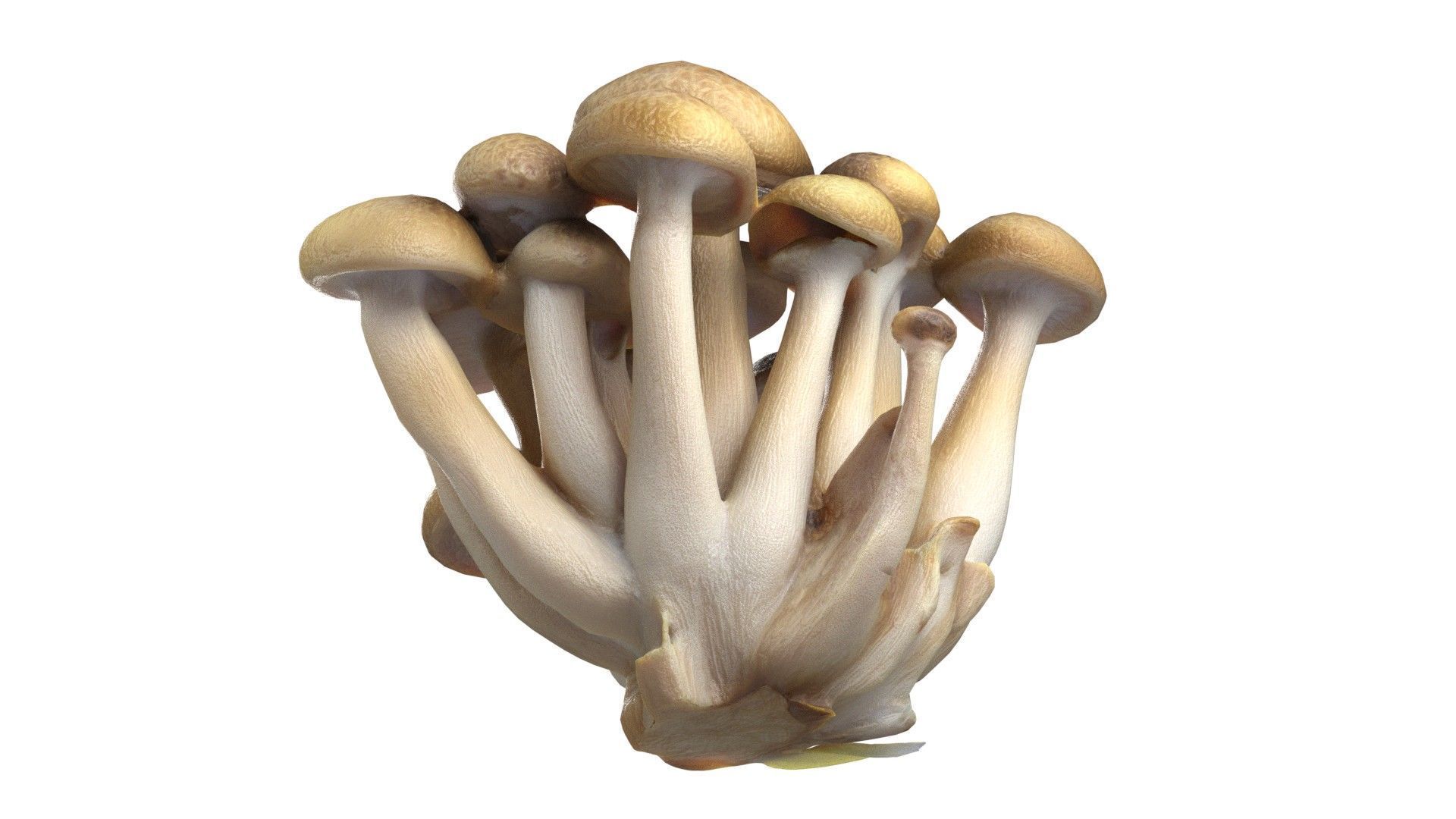 Mushroom 6  Low-poly 3D model_5