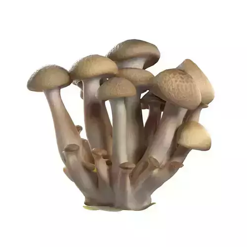 Mushroom 6 