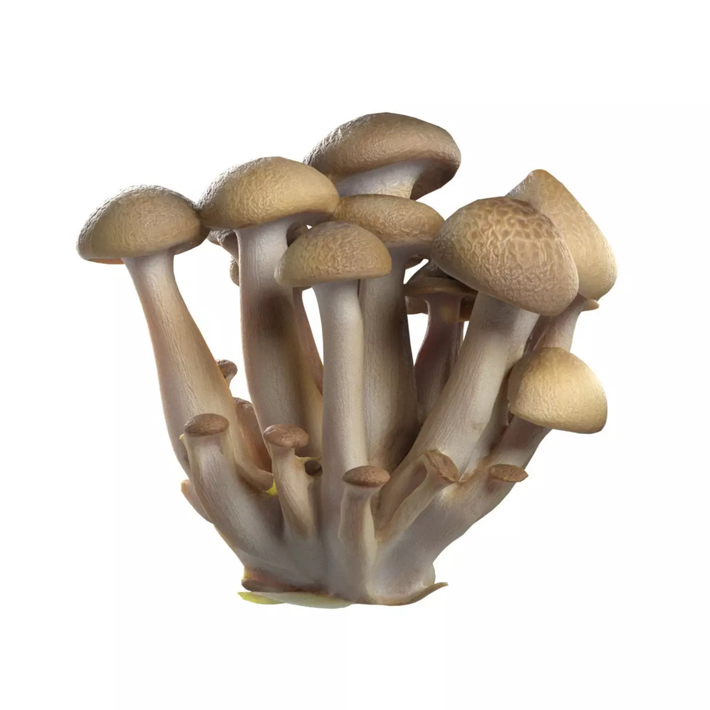 Mushroom 6  Low-poly 3D model_0