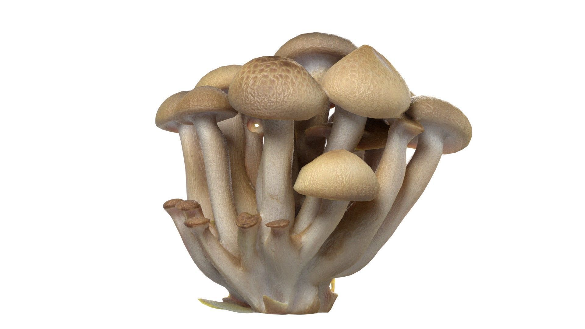 Mushroom 6  Low-poly 3D model_3