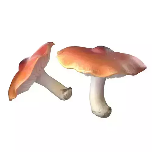 Mushroom 7 