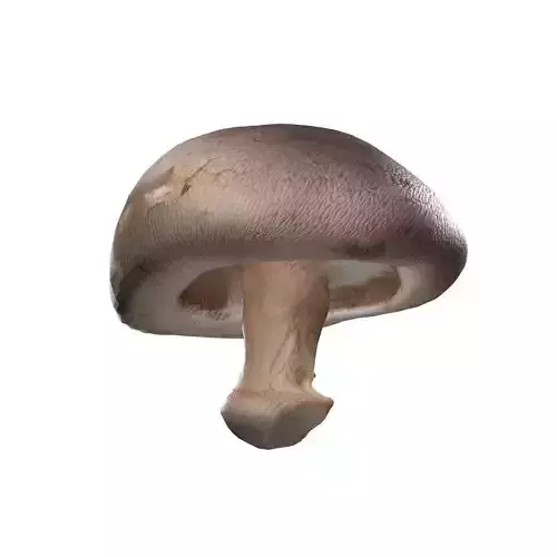 Mushroom 11
