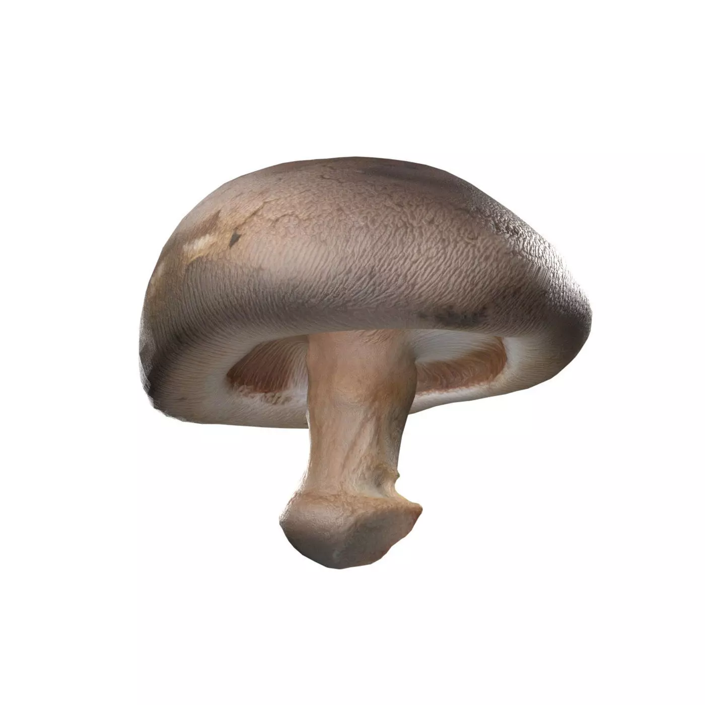 Mushroom 11 Low-poly 3D model_0