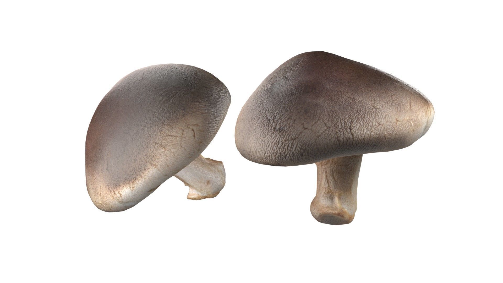 Mushroom 11 Low-poly 3D model_5