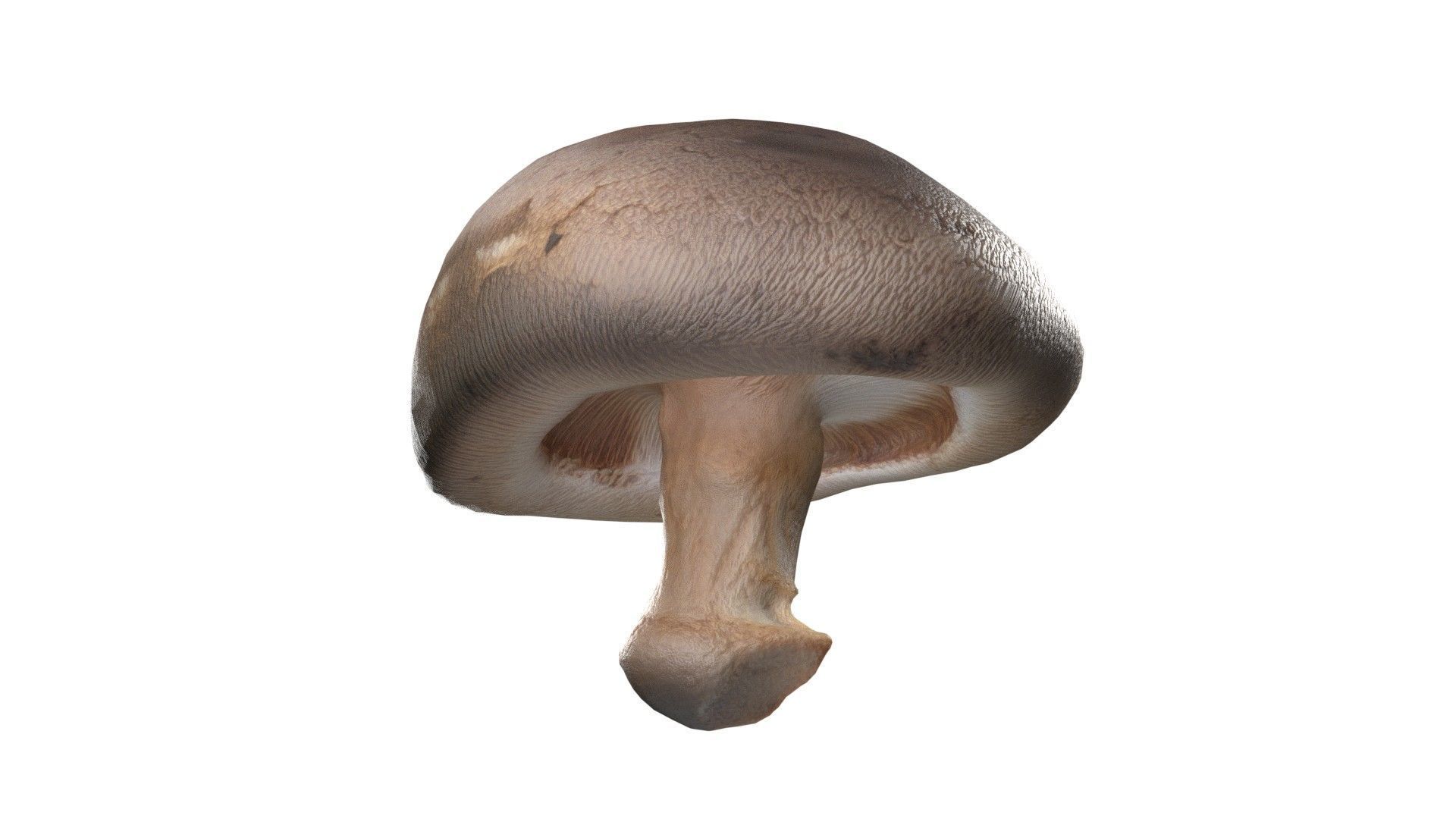 Mushroom 11 Low-poly 3D model_4