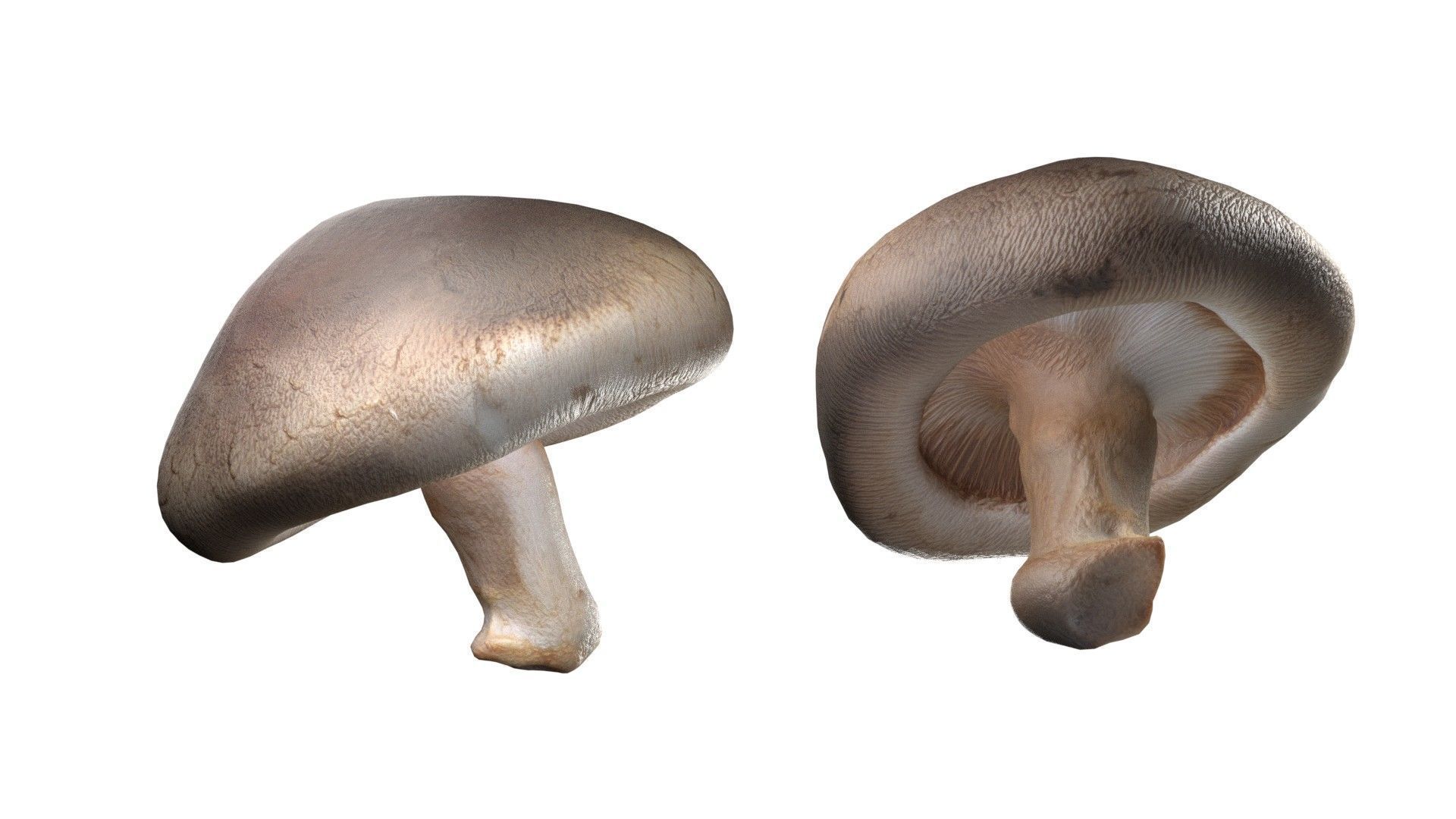 Mushroom 11 Low-poly 3D model_2