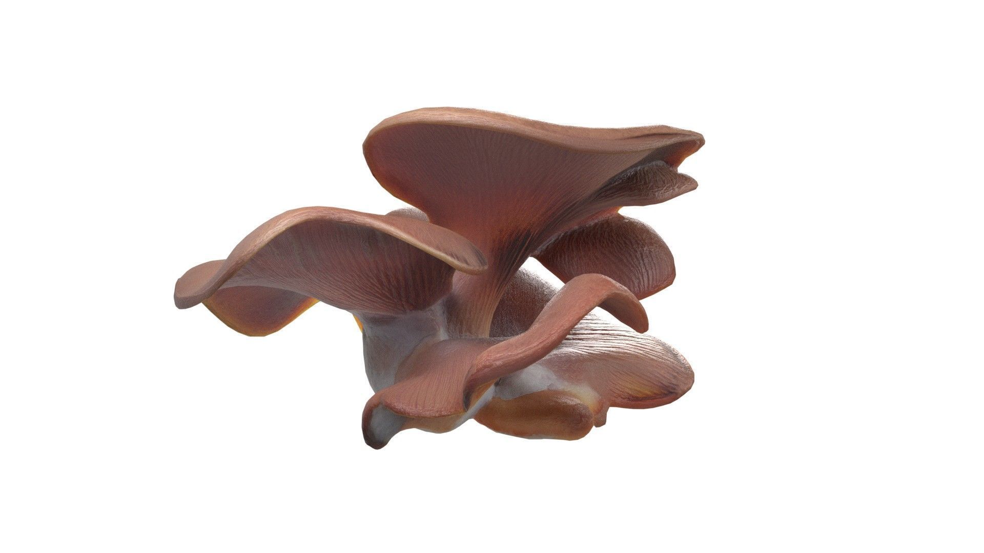 Mushroom 12  Low-poly 3D model_3