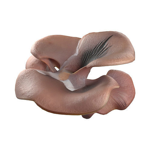 Mushroom 12  Low-poly 3D model