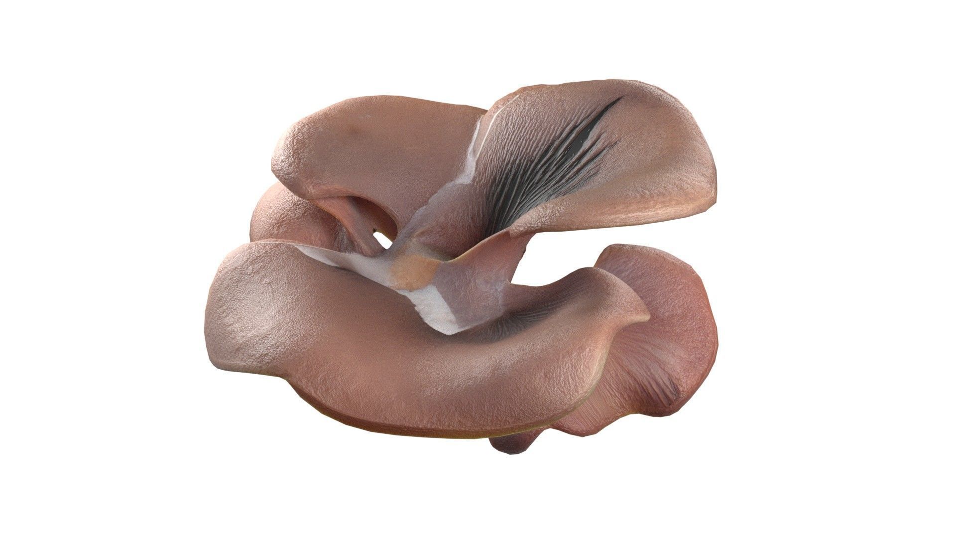 Mushroom 12  Low-poly 3D model_2