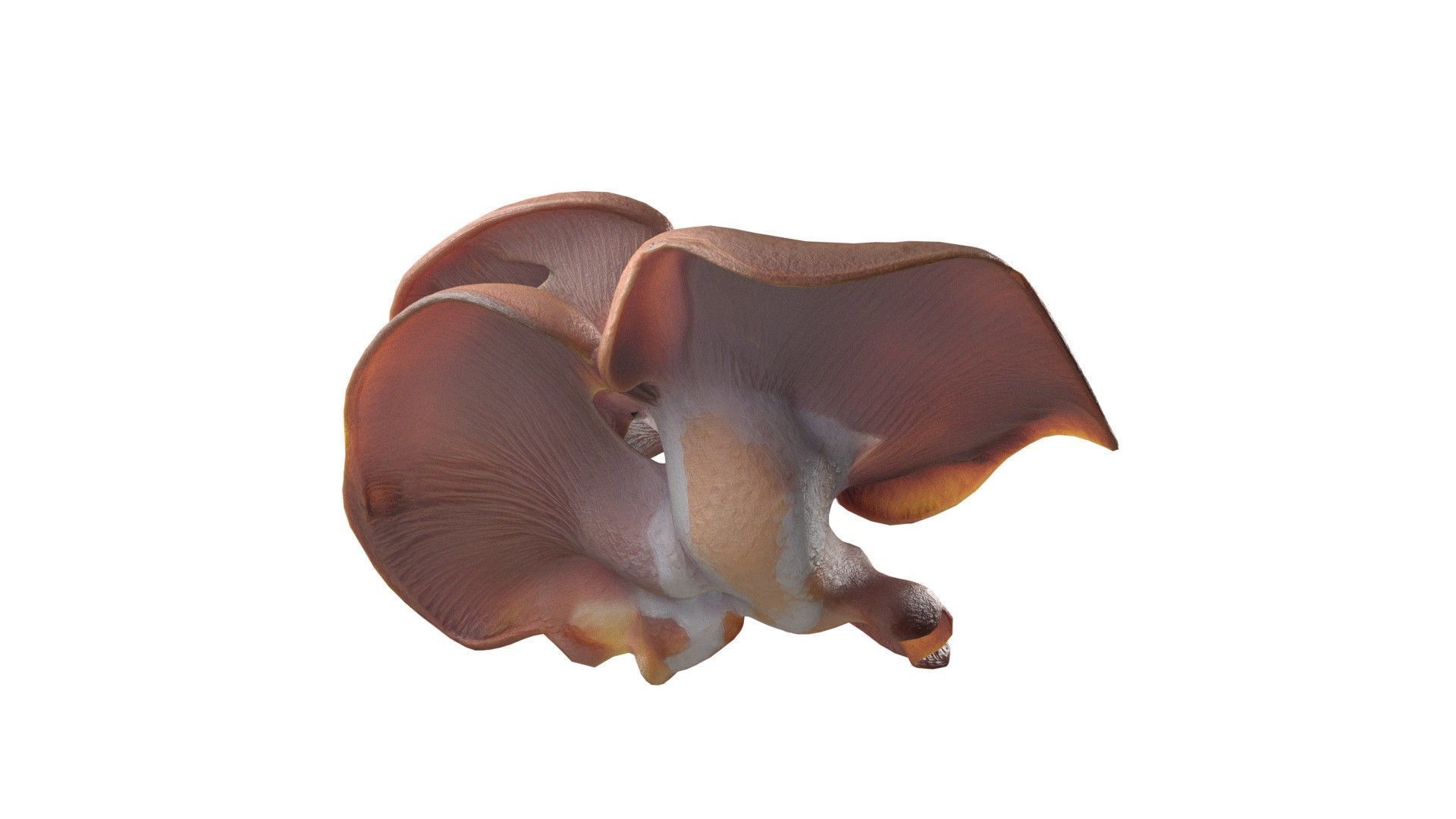 Mushroom 12  Low-poly 3D model_4