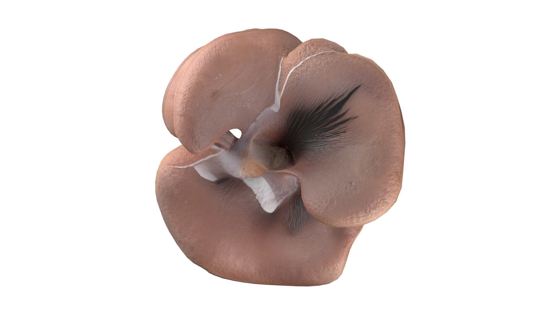 Mushroom 12  Low-poly 3D model_5